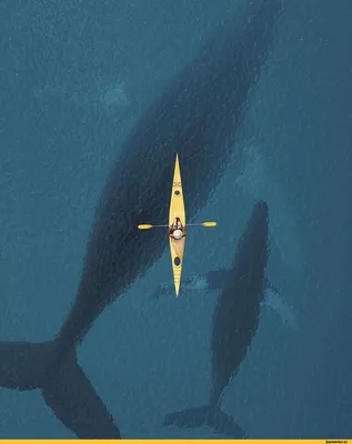 Скачать картинки Красивые китов, стоковые фото Красивые китов в хорошем  качестве | Depositphotos