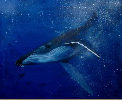 Очень красивые фотографии китов (14 штук) » Триникси