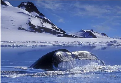 Киты - фотографии китов. Удивительные и красивые фото китов