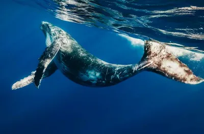 Фотообои Стильные киты на серо-голубом фоне артикул Dse-046 купить в  Архангельске | интернет-магазин ArtFresco