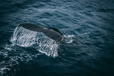 Как стать одним из двухсот и увидеть китов - Новости РГО