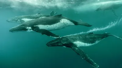 Фензи | Какие красивые киты / Какие не обыкновенные рыбки / Океан | Дзен