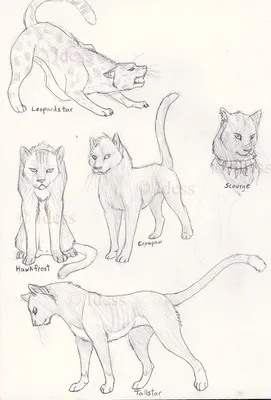 Картинки котов воителей для срисовки - Рисуем легко и просто!