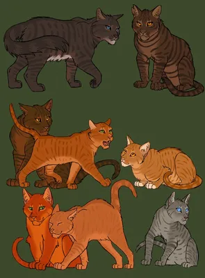 Коты воители для срисовки (40 картинок)