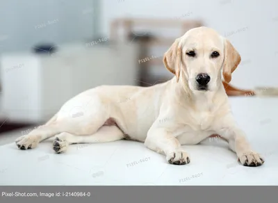 Красивый щенок лабрадора ретривера - фото и обои. Красивое изображение \" Красивый щенок лабрадора ретривера\" на рабочий стол