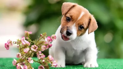 красивый щенок лабрадора позирует на синем фоне Фото Фон И картинка для  бесплатной загрузки - Pngtree