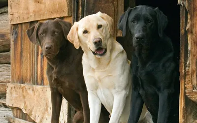 щенок черного лабрадора милые и милые картинки собак, фото черного  лабораторного щенка, собака, лаборатория фон картинки и Фото для бесплатной  загрузки