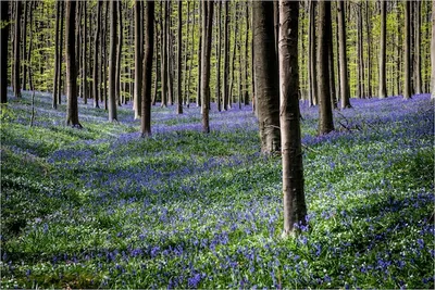 Фото Весенний лес, более 97 000 качественных бесплатных стоковых фото