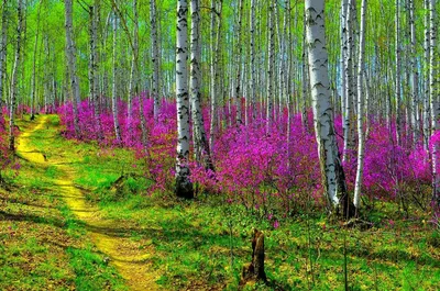 Красивый лес весной стоковое изображение. изображение насчитывающей  сценарно - 133411581