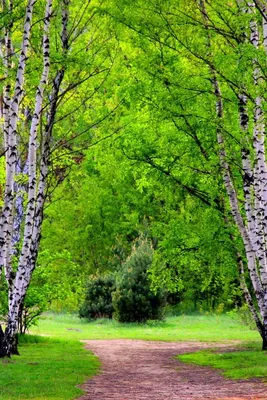 Картинки весна лес красивые на телефон (70 фото) » Картинки и статусы про  окружающий мир вокруг