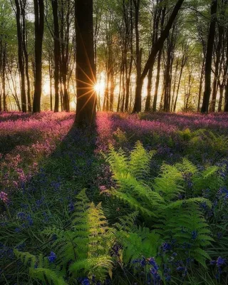 картинки : человек, дерево, лес, люди, весна, пара, Отношения 5184x3456 - -  61972 - красивые картинки - PxHere