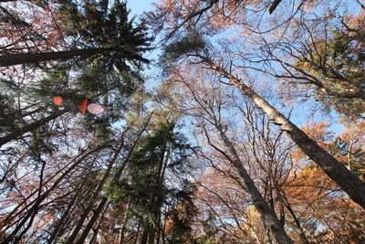 Фотографии красивый лес весной с ярким солнцем, сияющим сквозь деревья  фотографии | Премиум Фото