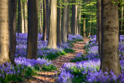Красивый лес весной (66 фото) »
