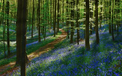 Красивый весенний лес (73 фото) - 73 фото