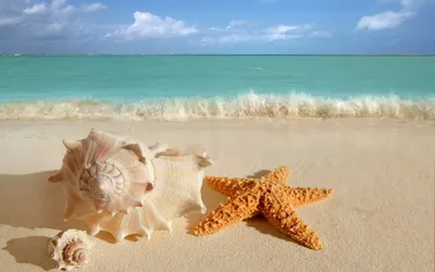 Фон рабочего стола где видно отдых, море, лето, шляпа, морская звезда,  коктейль, яркие, красивые обои, Vacation, sea, summer, hat, starfish,  cocktail, bright, beautiful wallpaper
