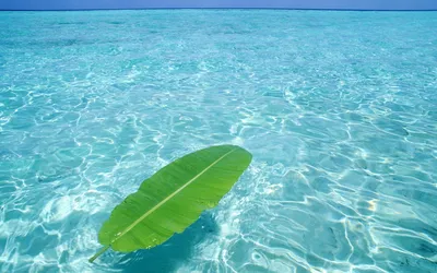 Фотографии пляжей - Сейшельские острова - Природа