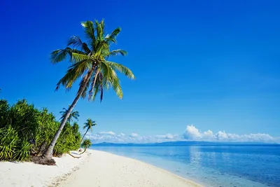 Филиппины Тропики Побережье Море Пальмы Пляж берег Природа | Обои с узором  из деревьев, Филиппины, Пейзажи
