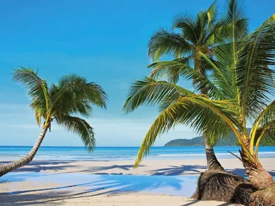 Скачать обои пейзаж, море, пляж, лодка, пальмы разрешение 1920x1200 #51291
