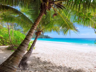 Тропический райский пляж летний берег пальмы волны спокойное море небо  роскошное место для отдыха | Премиум Фото
