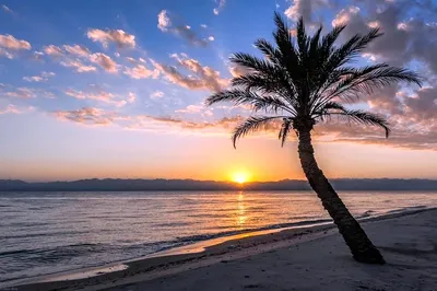 Пальма над красивым пляжем стоковое фото. изображение насчитывающей лето -  103474216