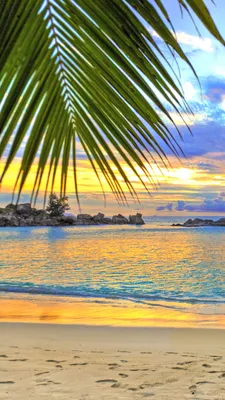 Wallpaper beach_sea Фотообои Раздел beach_sea Номер 335 - fotooboi море,  небо, пальма, остров - заказать