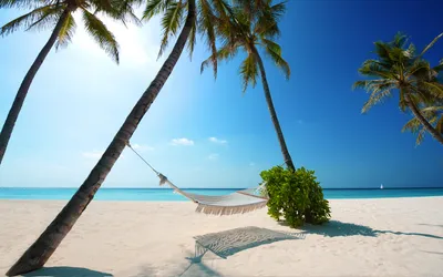 Обои пляж, тропическая зона, Пальма, океан, море на телефон Android,  1080x1920 картинки и фото бесплатно