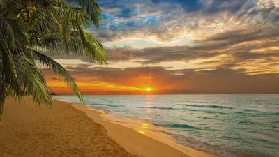 Модульная картина Красивые пальмы на белом песчаном пляже: - Арт. 140110 |  Купить в интернет-магазине Уютная стена