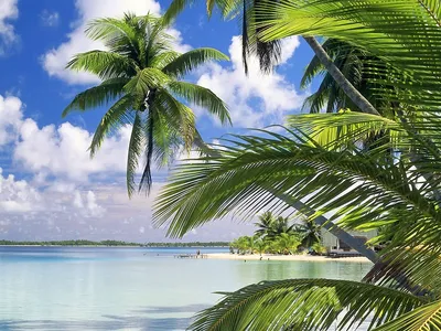 Картинки пальмы солнце море (69 фото) » Картинки и статусы про окружающий  мир вокруг