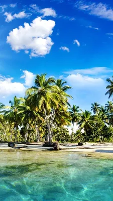 Красивые пальмы на пляже тропического острова с голубым небом и белыми  облаками, созданные ai | Премиум Фото