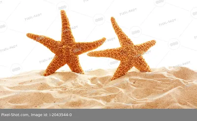 Большие красивые морские звезды на песке на белом фоне :: Стоковая  фотография :: Pixel-Shot Studio