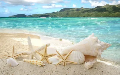 красивые морские ракушки на фоне моря лежат на деревянном бревне Stock  Photo | Adobe Stock