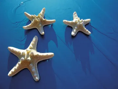 Фотообои Красивые морские звёзды на стену. Купить фотообои Красивые морские  звёзды в интернет-магазине WallArt