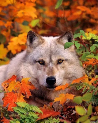 Животные, #Волки, #Осень, #аватары, #картинки, #фото, #авы,  https://avatarko.ru/kartinka/17218 | Dieren mooi, Dieren, Wilde honden