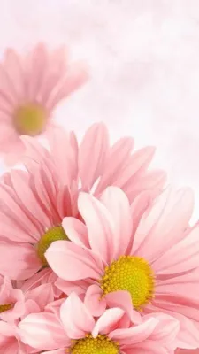 Красивые нежные цветы | Tumblr flower, Flower wallpaper, Flower painting