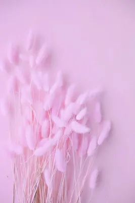 Цветочный Фон Розы Фон Красивые Нежные Розовые Розы — стоковые фотографии и  другие картинки Ароматический - iStock