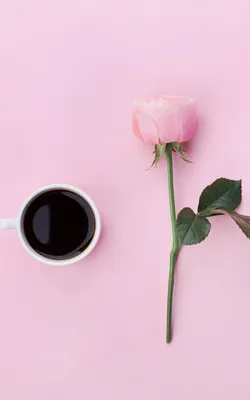 закрытие красивые нежные розовые розы на светлом фоне Стоковое Изображение  - изображение насчитывающей розы, зеленый: 215575849