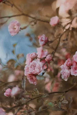 Цветочный Фон Розы Фон Красивые Нежные Розовые Розы — стоковые фотографии и  другие картинки Ароматический - iStock