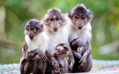 Фото обезьян в 4K разрешении: бесплатно и без регистрации | Красивые  обезьяны Фото №1436403 скачать