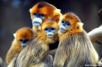 макаки обезьяны милые милые макаки Hd обои, маленькая обезьянка, Hd  фотография фото, глава фон картинки и Фото для бесплатной загрузки