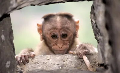 Обезьяна, детка, обезьяна, красивая картинка обезьяны | Премиум Фото