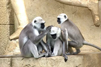обезьяны милые и очаровательные маленькие животные, маленькие обезьянки  милые, Hd фотография фото, обезьяна фон картинки и Фото для бесплатной  загрузки