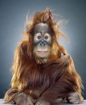 39,304 красивая обезьяна стоковые фото – бесплатные и стоковые фото RF от  Dreamstime