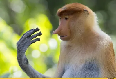Самые яркие моменты обезьян в формате 4K: скачивайте прямо сейчас | Красивые  обезьяны Фото №1436436 скачать