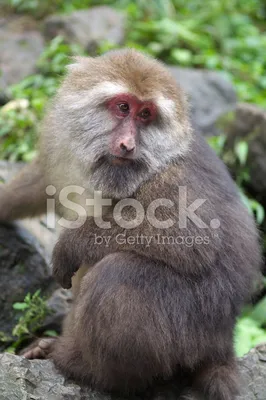 Маленькие хранители природы: обезьяны на фоне красивых пейзажей | Маленькие  обезьяны Фото №1436746 скачать