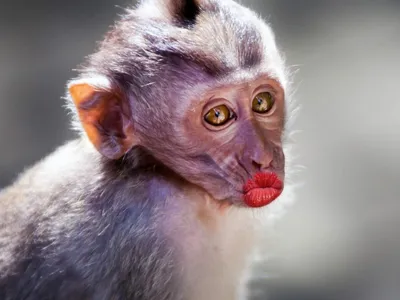 Красивая обезьяна в серебристых …» — создано в Шедевруме
