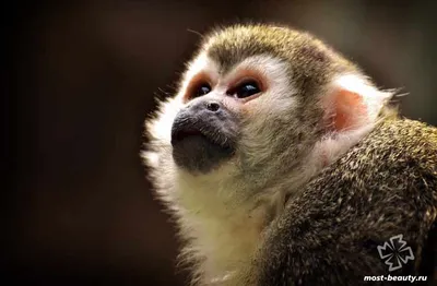 Красивая обезьяна проводит время на природе | Бесплатно Фото