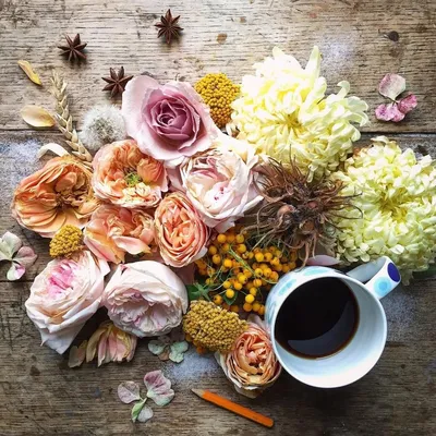 картинки : кофе, растение, цветок, лепесток, Зеленый, Осень, Рыжих,  Подсолнух, Плоский, Флористика 5760x3840 - - 86122 - красивые картинки -  PxHere