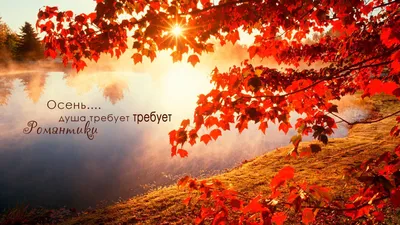 картинки : дерево, природа, трава, лист, люблю, Осень, почва, время года,  Библия, Молиться, Семейный, Ждет ребенка 5184x3456 - - 584847 - красивые  картинки - PxHere