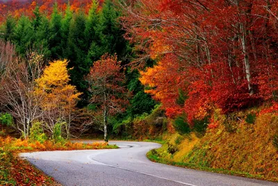 Золотая осень деревья (49 фото) - 49 фото