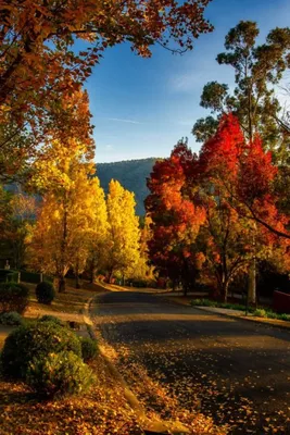 Красивые фото природы. Золотая осень. (15 фото) | ФотоИнтерес